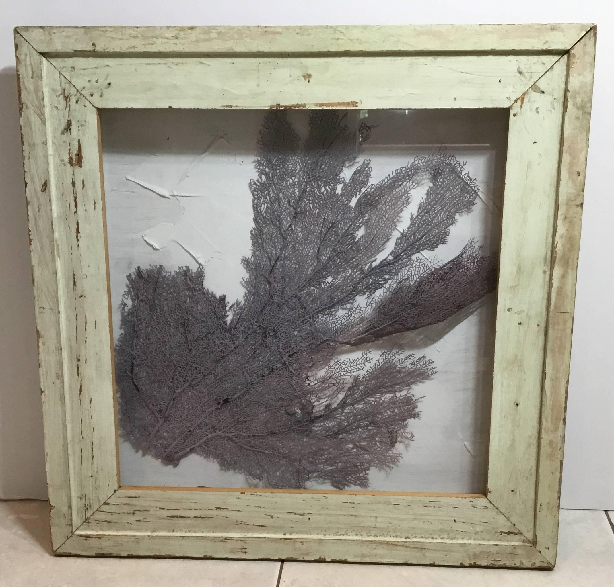 Large Natural Sea Shell Fan in Shadow Box 3