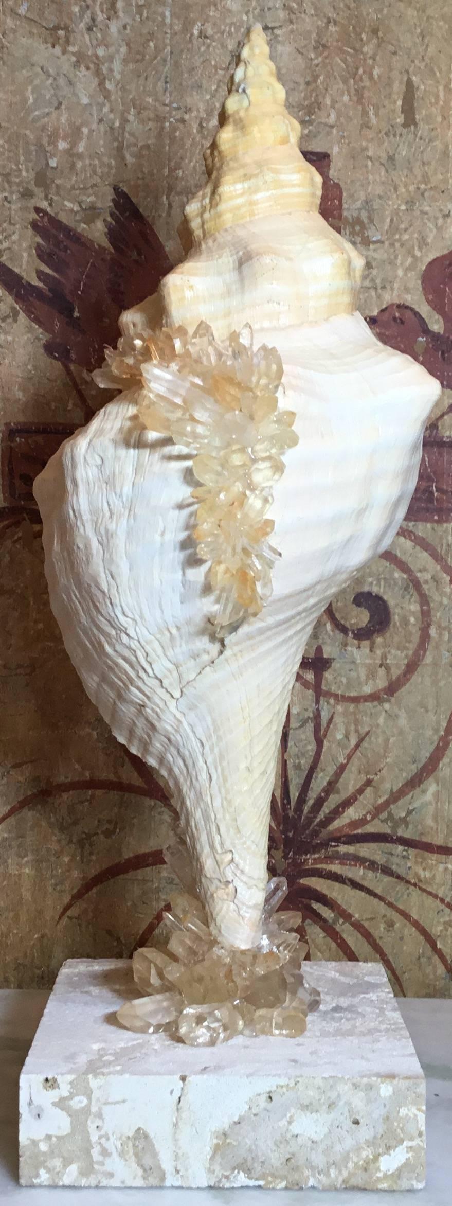 Elegant Atlantic trumpet sea shell, professionally mounted on a natural coral base. Artistically hand embedded with crystal Quartz pieces, that make that
Beautiful art object for display.
Base size:
5.