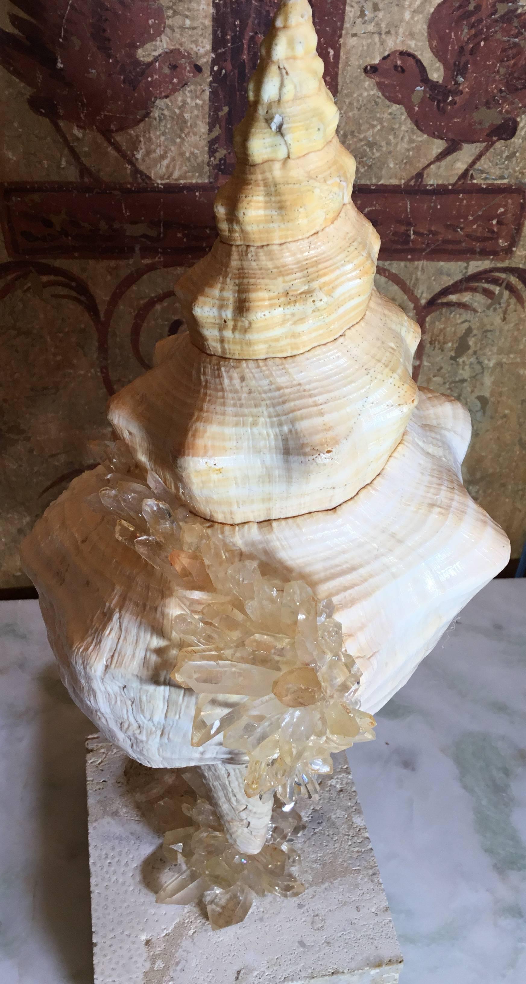 American Large One of a Kind Sea Shell and Crystal