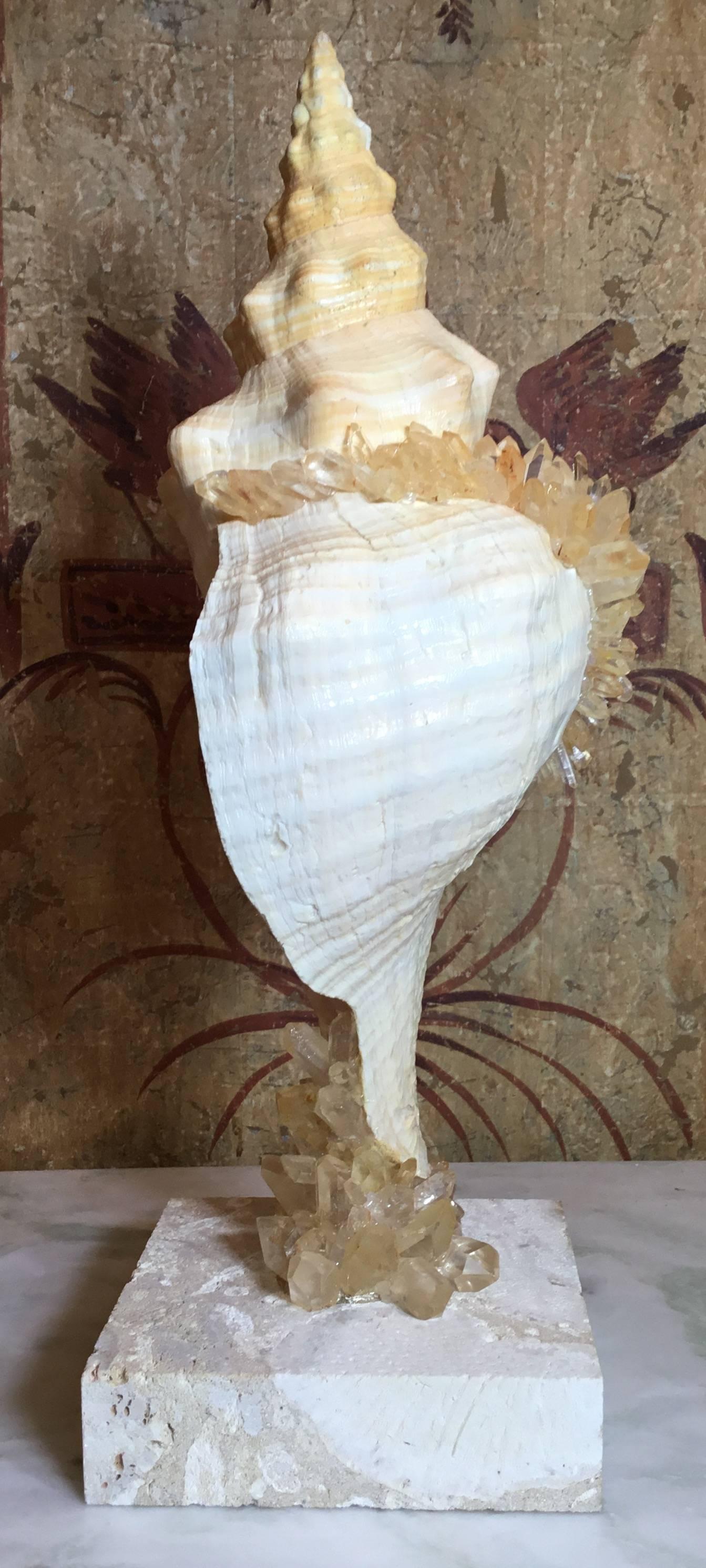 20th Century Large One of a Kind Sea Shell and Crystal