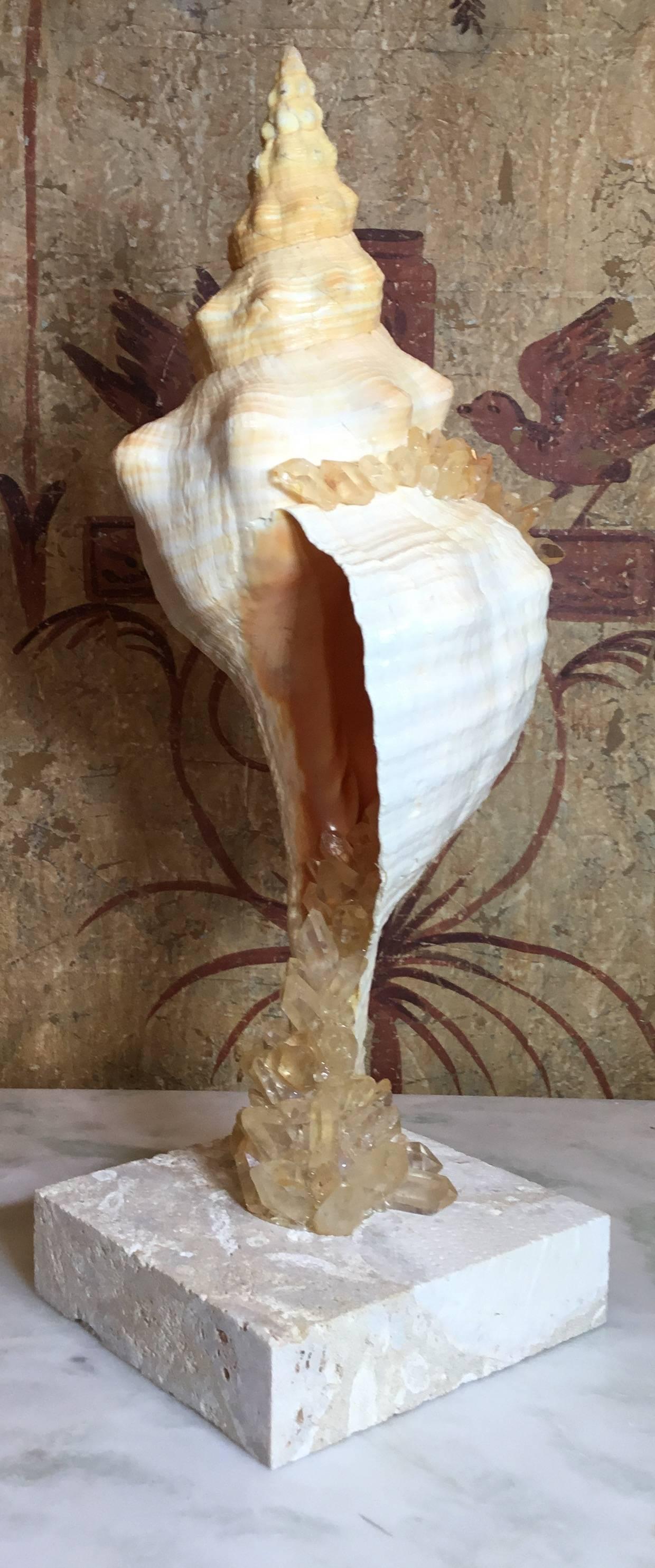 Quartz Large One of a Kind Sea Shell and Crystal