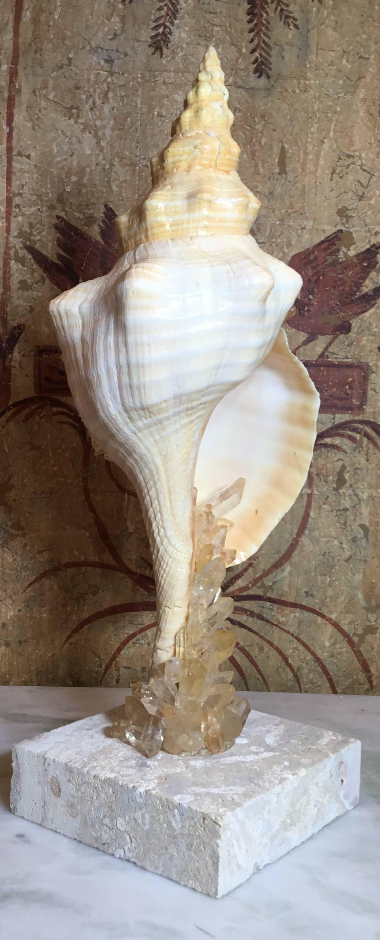 Large One of a Kind Sea Shell and Crystal 2