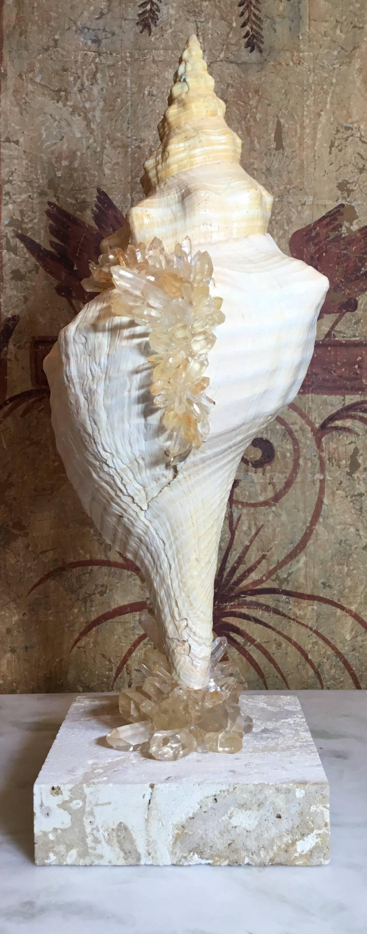 Large One of a Kind Sea Shell and Crystal 4