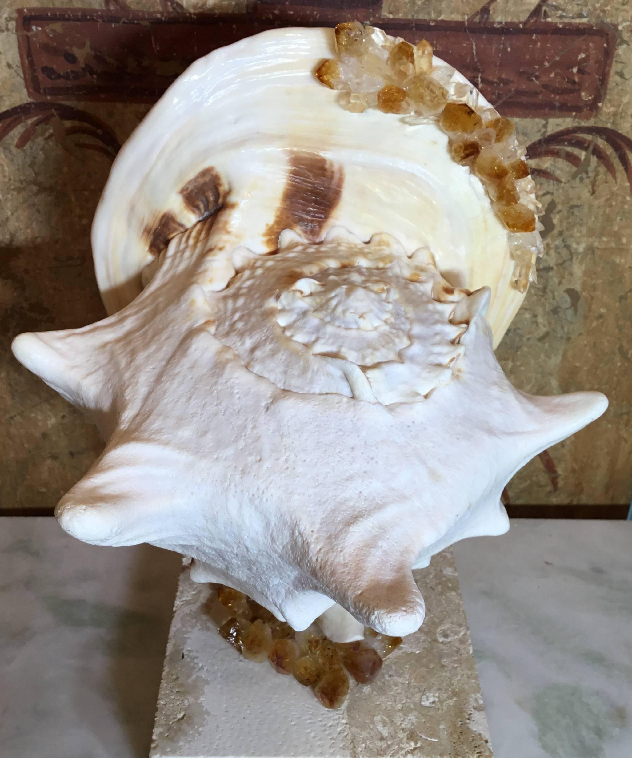 Fantastic Atlantic sea shell, professionally mounted on a natural coral base.
Artistically hand embedded with Quartz crystal And citrine crystal pieces
That make a beautiful art object for display, all around.
Base size:
5