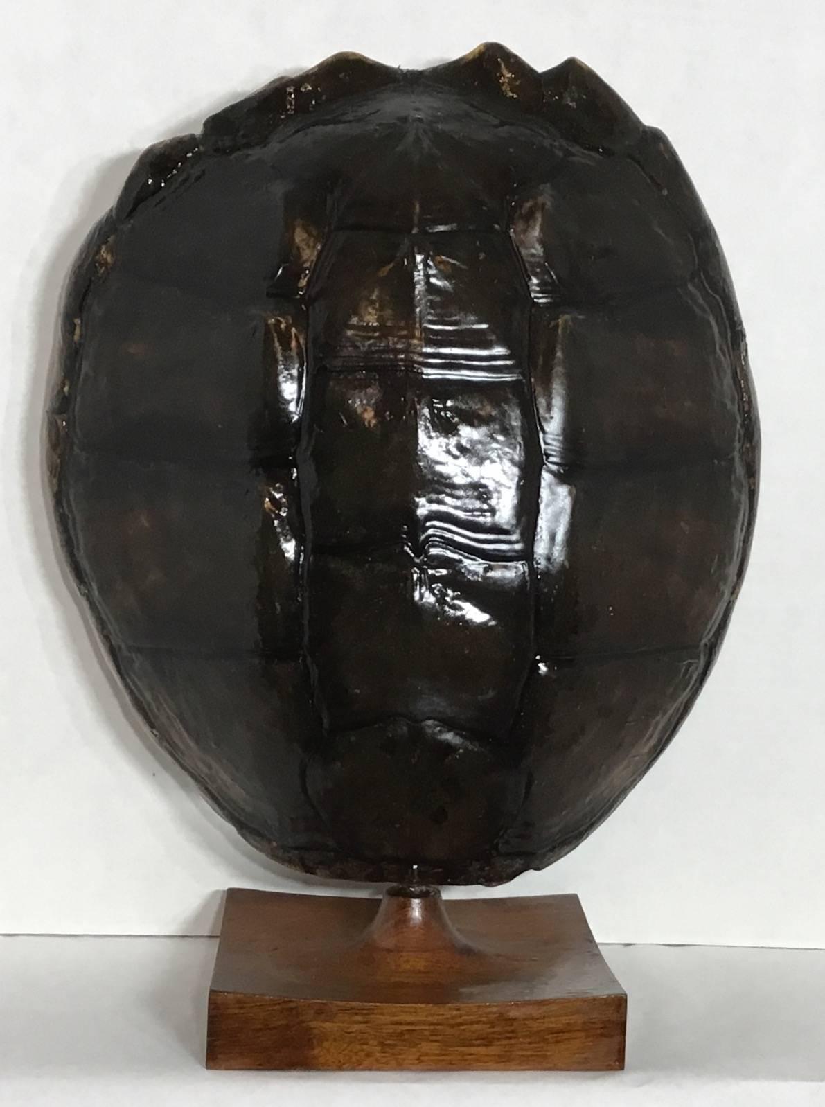Beautiful turtle shell mounted on a wood base, clean and seal with clear resin
In the front and professionally linen upholstered in the back, great decorative 
Object in the room.