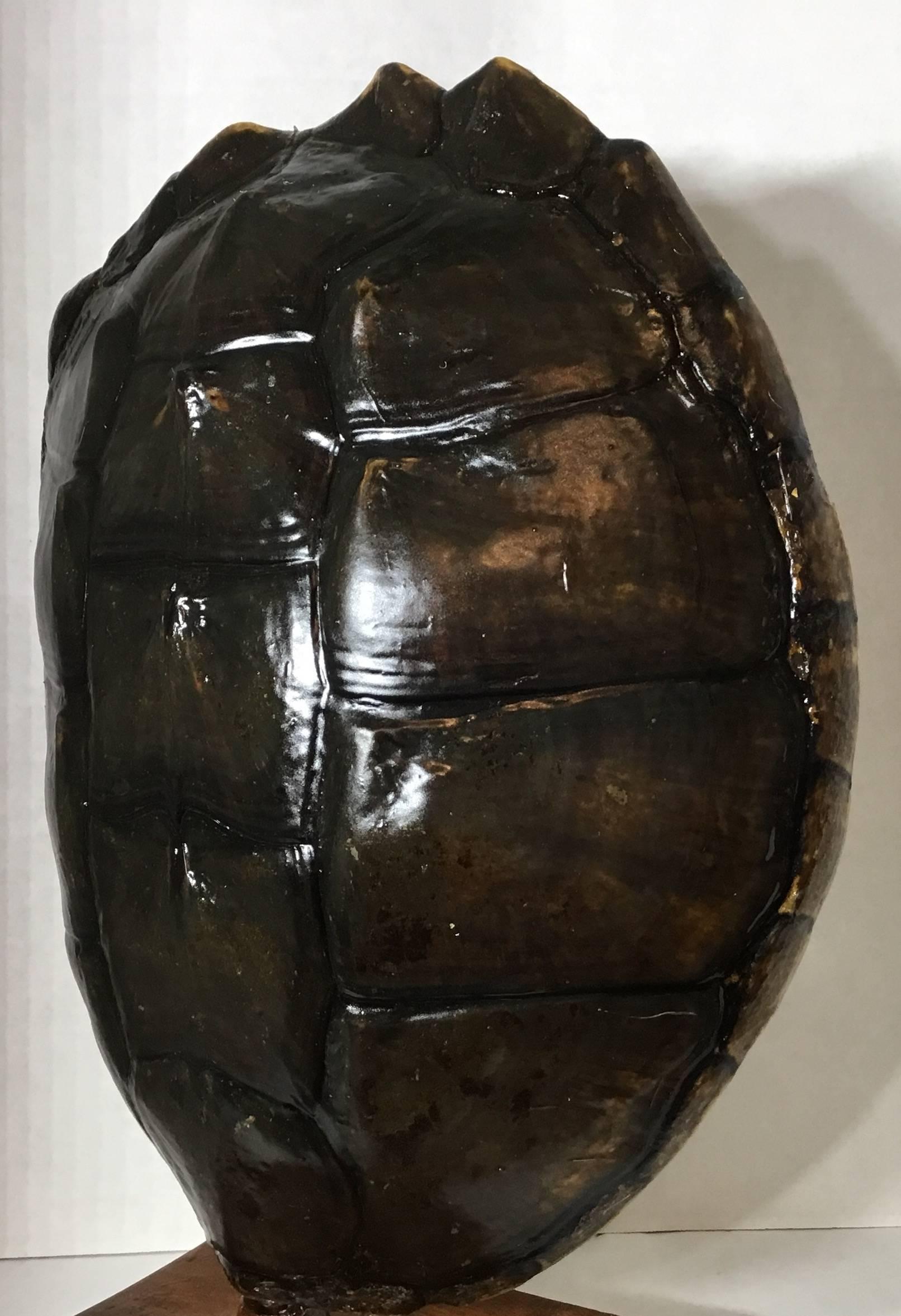 Genuine American Freshwater Turtle Shell In Excellent Condition In Delray Beach, FL