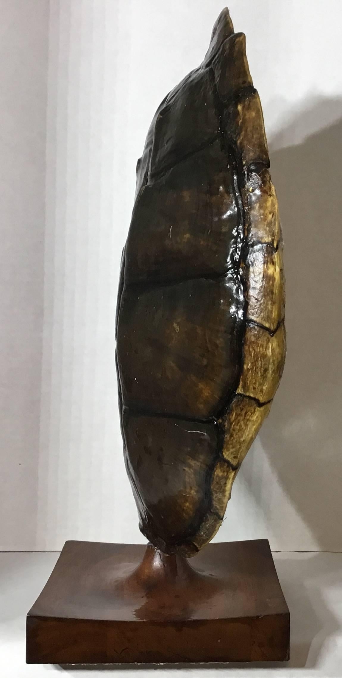 20th Century Genuine American Freshwater Turtle Shell