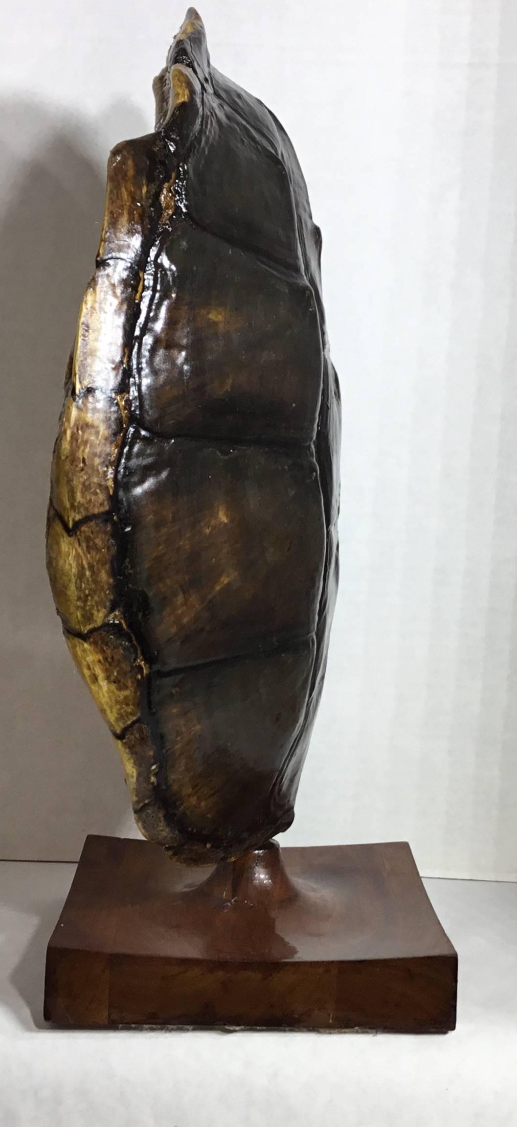 Genuine American Freshwater Turtle Shell 3
