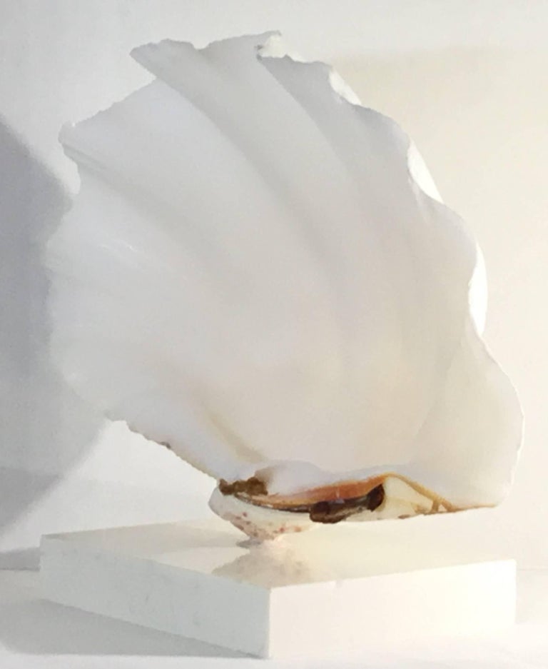 Mounted Natural Clamshell at 1stDibs