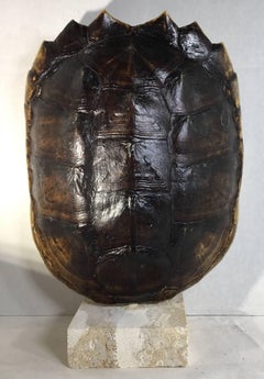 Genuine Turtle Shell Mounted on a Coral Base