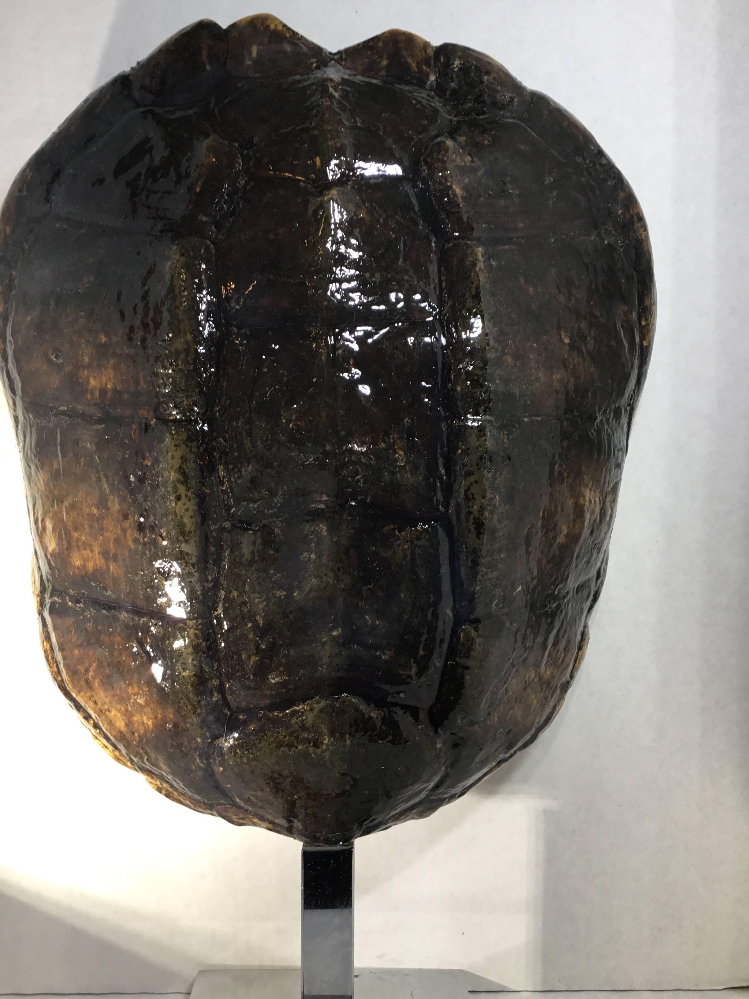 American Large Genuine Amricam Frash Water Turtle Shell