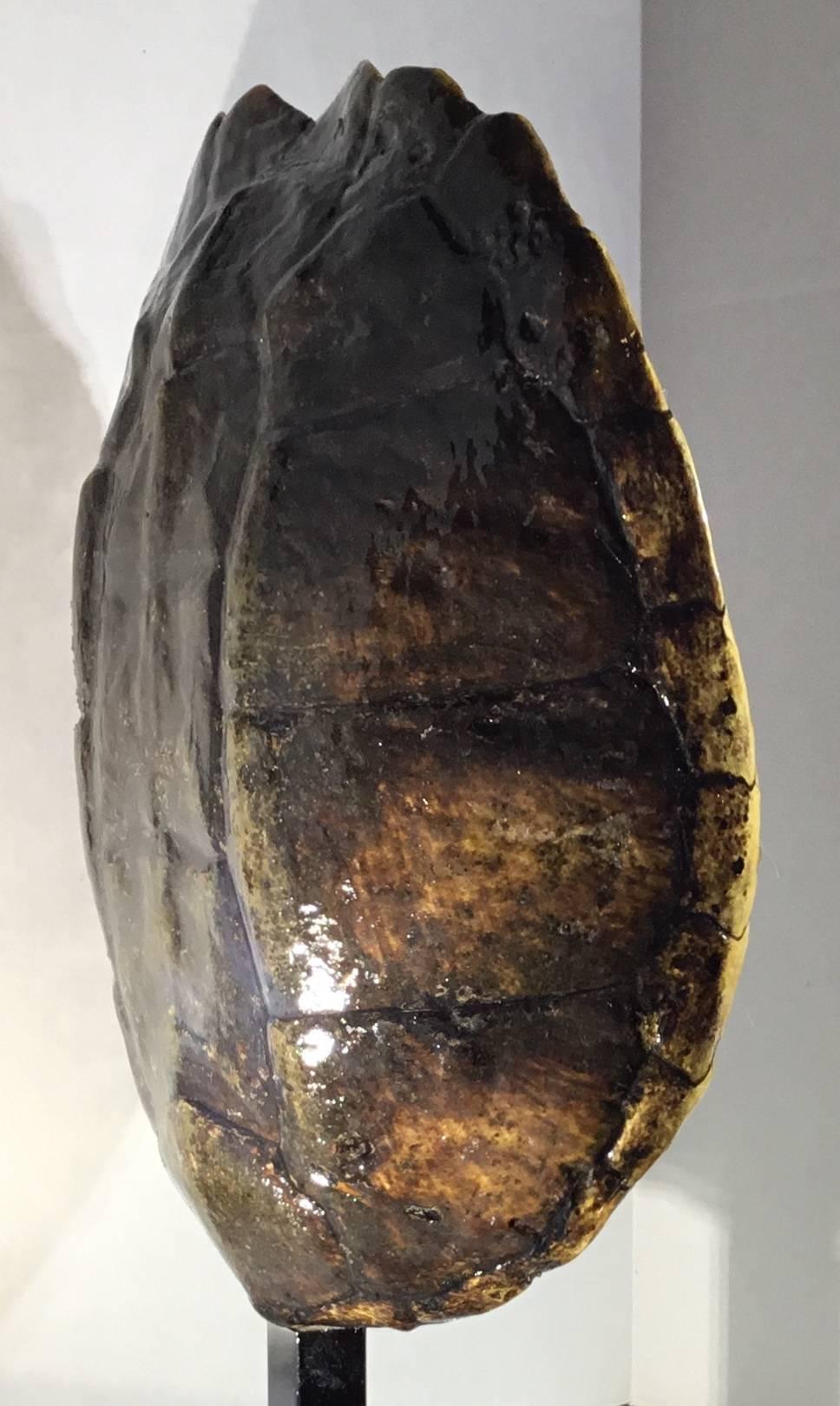Metal Large Genuine Amricam Frash Water Turtle Shell