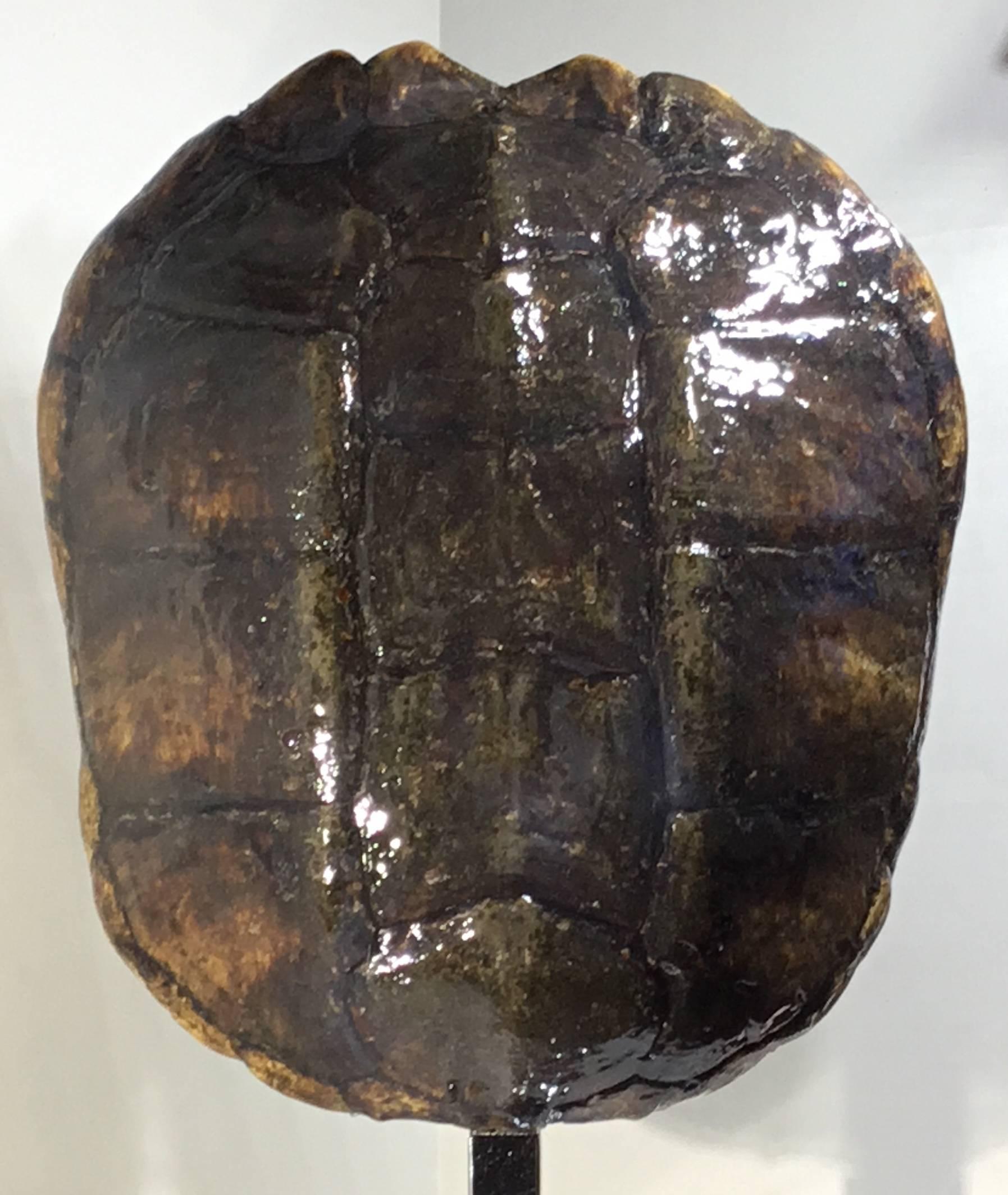 Large Genuine Amricam Frash Water Turtle Shell 1