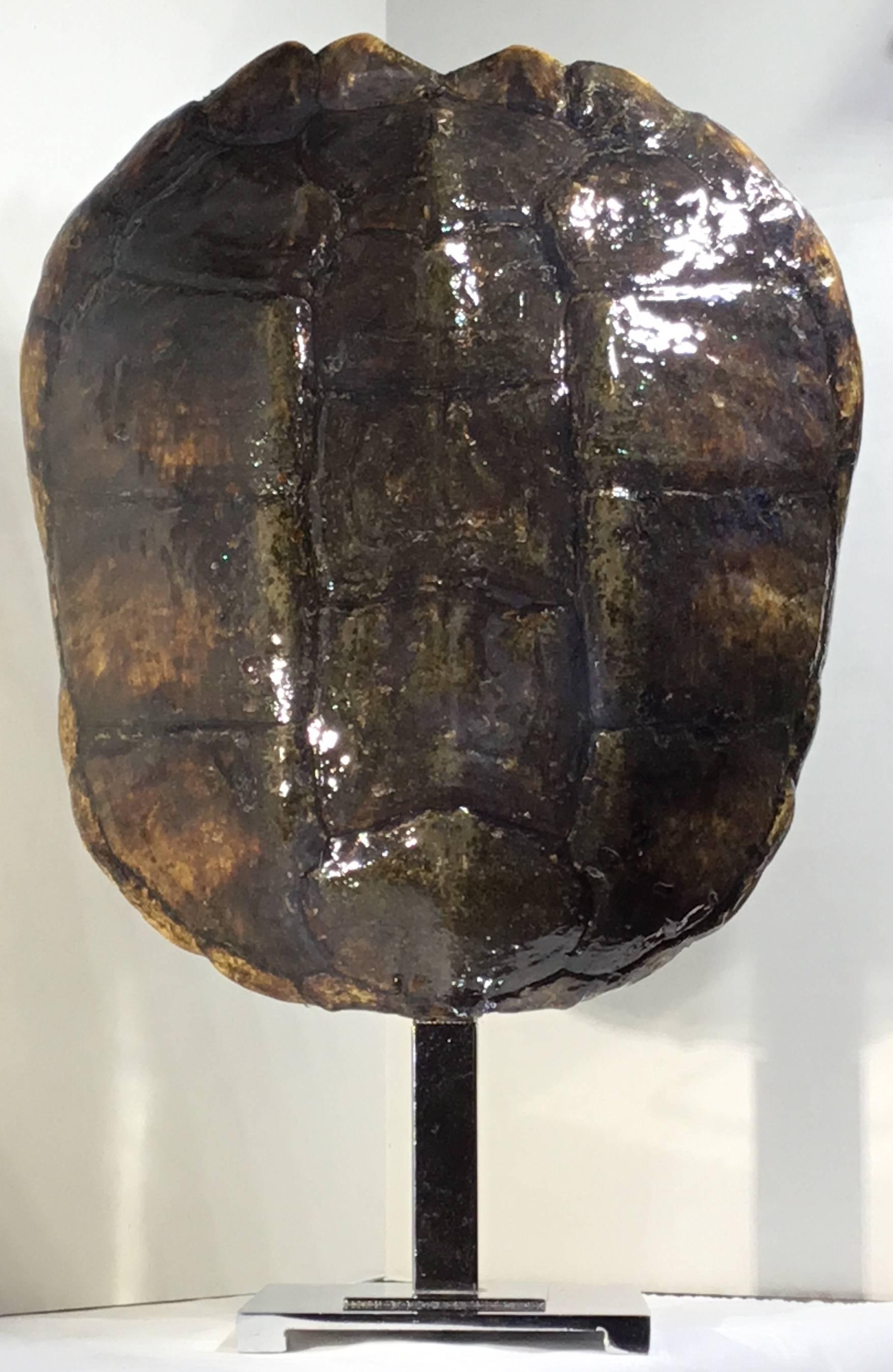 Large Genuine Amricam Frash Water Turtle Shell 2