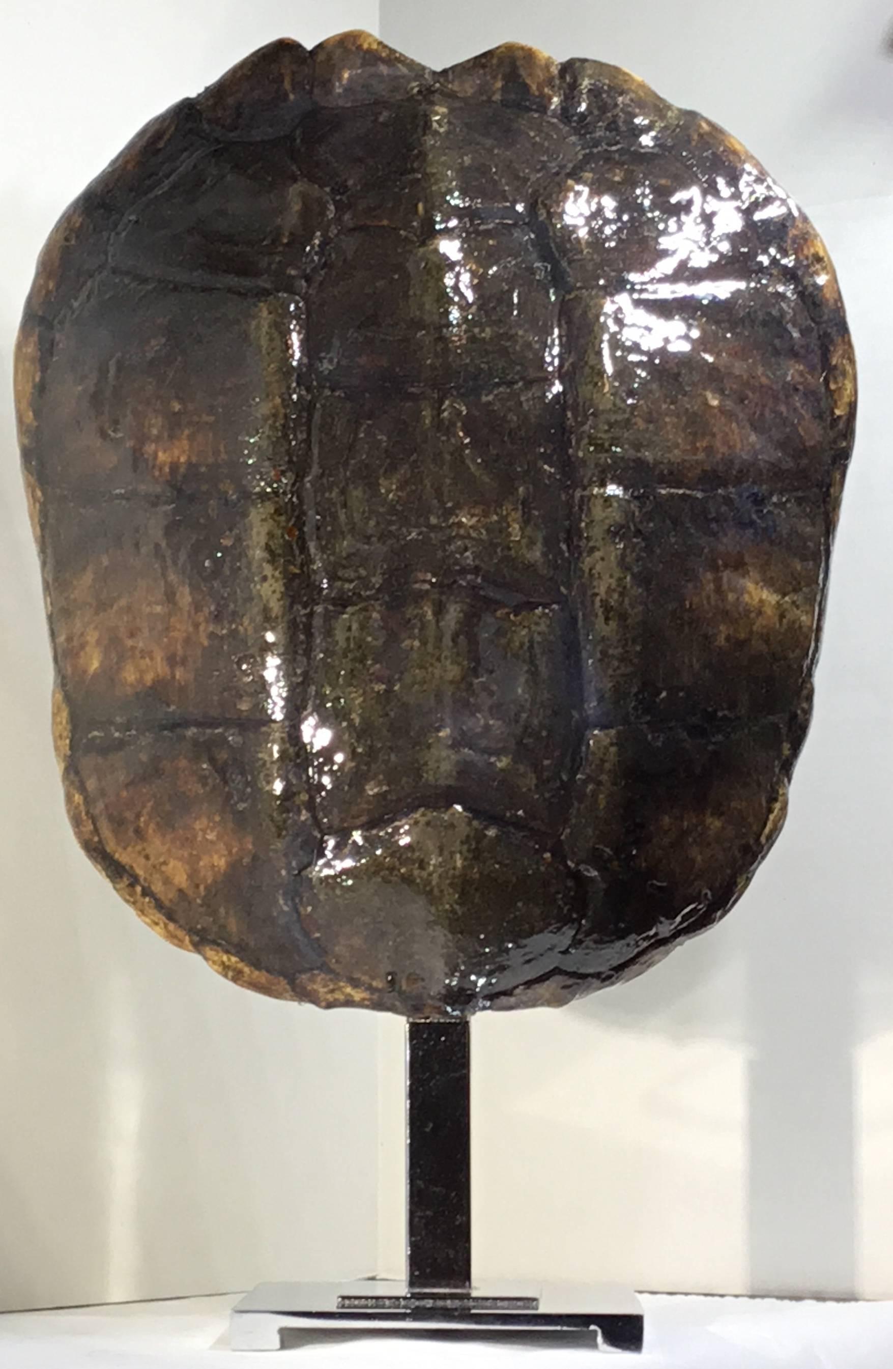 Large Genuine Amricam Frash Water Turtle Shell 3