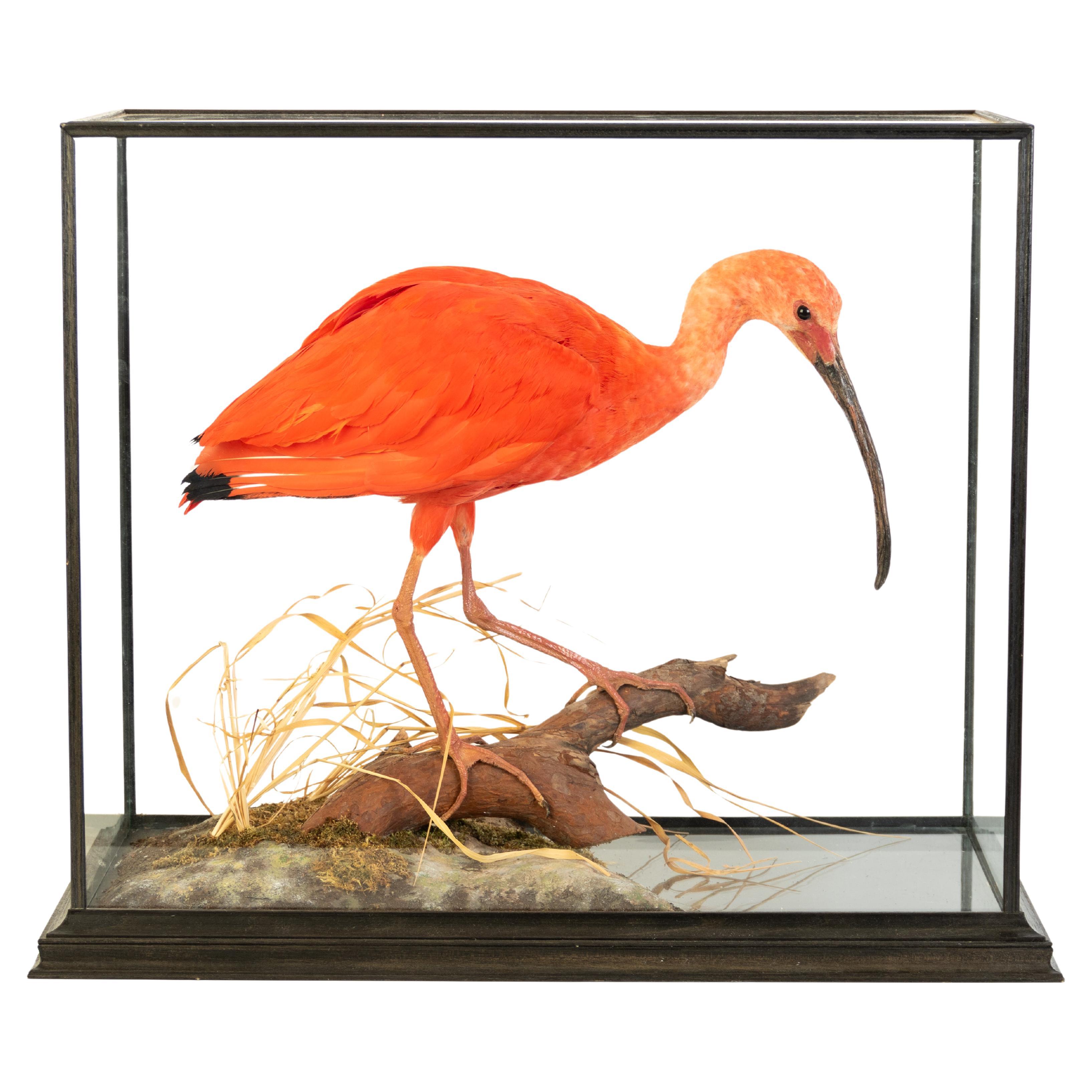 Scarlet Ibis (Eudocimus Gummi) Taxidermie Naturalistischer viktorianischer Diorama-Vogel 