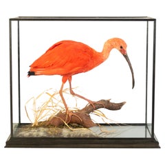 Scarlet Ibis (Eudocimus Ruber) Taxidermy Naturalistic Victorian Diorama Bird 