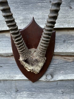 Vintage Mid Century African Taxidermy Antelope Horn Trophy Mount on Wood Shield