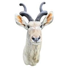 Large African Greater Kudu Skull with Impressive Horns Trophy Mount