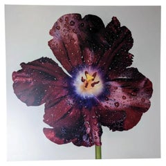 Peter Arnold Signed Tulips Floral Photography Print Contemporary Flower Artwork