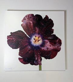 Peter Arnold Signed Tulips Floral Photography Print Contemporary Flower Artwork