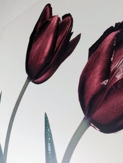 Peter Arnold Signed Tulips Floral Photography Print Contemporary Flower Artwork