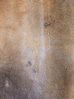 Large Natural Beige and Brown Genuine Cowhide Rug, 3.9 Metres