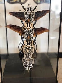 Large Goliath Beetle Taxidermy Flight Sequence in Glass Display Case, Entomology