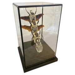 Large Goliath Beetle Taxidermy Flight Sequence in Glass Display Case, Entomology