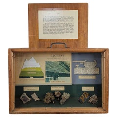 National Museum of Wales Botanical Lichen Specimen Display, circa 1950s–1960s