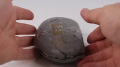 200 million Year Old Charmouth Lower Jurassic Promicroceras Ammonite Fossil