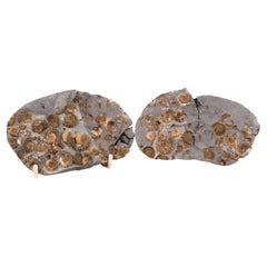200 million Year Old Charmouth Lower Jurassic Promicroceras Ammonite Fossil