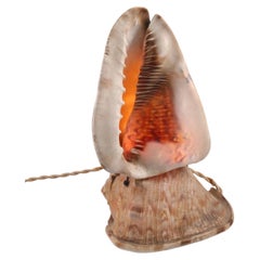 Mid Century Natural Conch Shell Table Lamp Mounted on Marine Shell Base