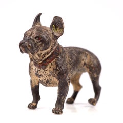 Austrian Cold-Painted Bronze French Bulldog, Impressed Geschützt ca. 1900