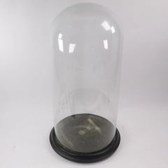 Antique English Glass Display Dome Cloche on Velvet-Lined Wooden Base