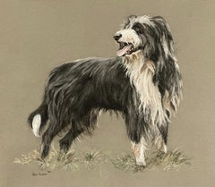 Peter Barker, Original Framed Pastel Study Drawing of a Bearded Collie Dog