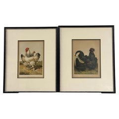 Leighton Brothers Framed Antique Poultry Chromolithographs After Harrison Weir