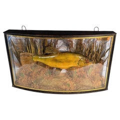 John Cooper & Sons Bow-Fronted Taxidermy Tench in Glazed Display Case