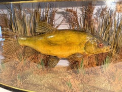 John Cooper & Sons Bow-Fronted Taxidermy Tench in Glazed Display Case