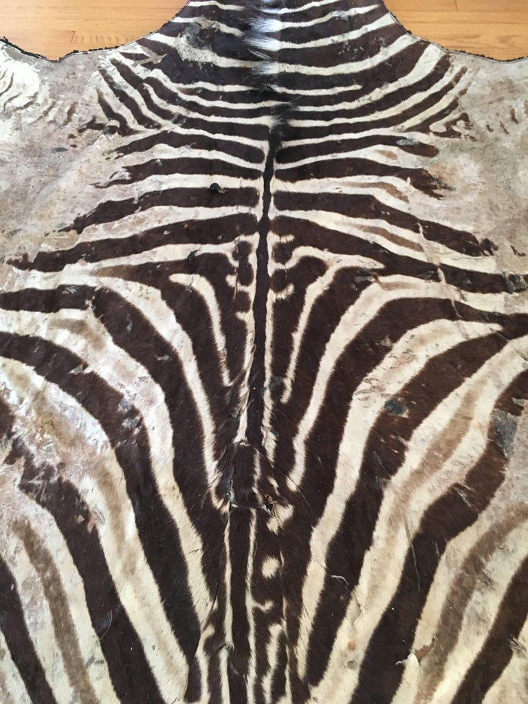 Authentic Vintage Felt Backed Zebra Hide Rug at 1stDibs