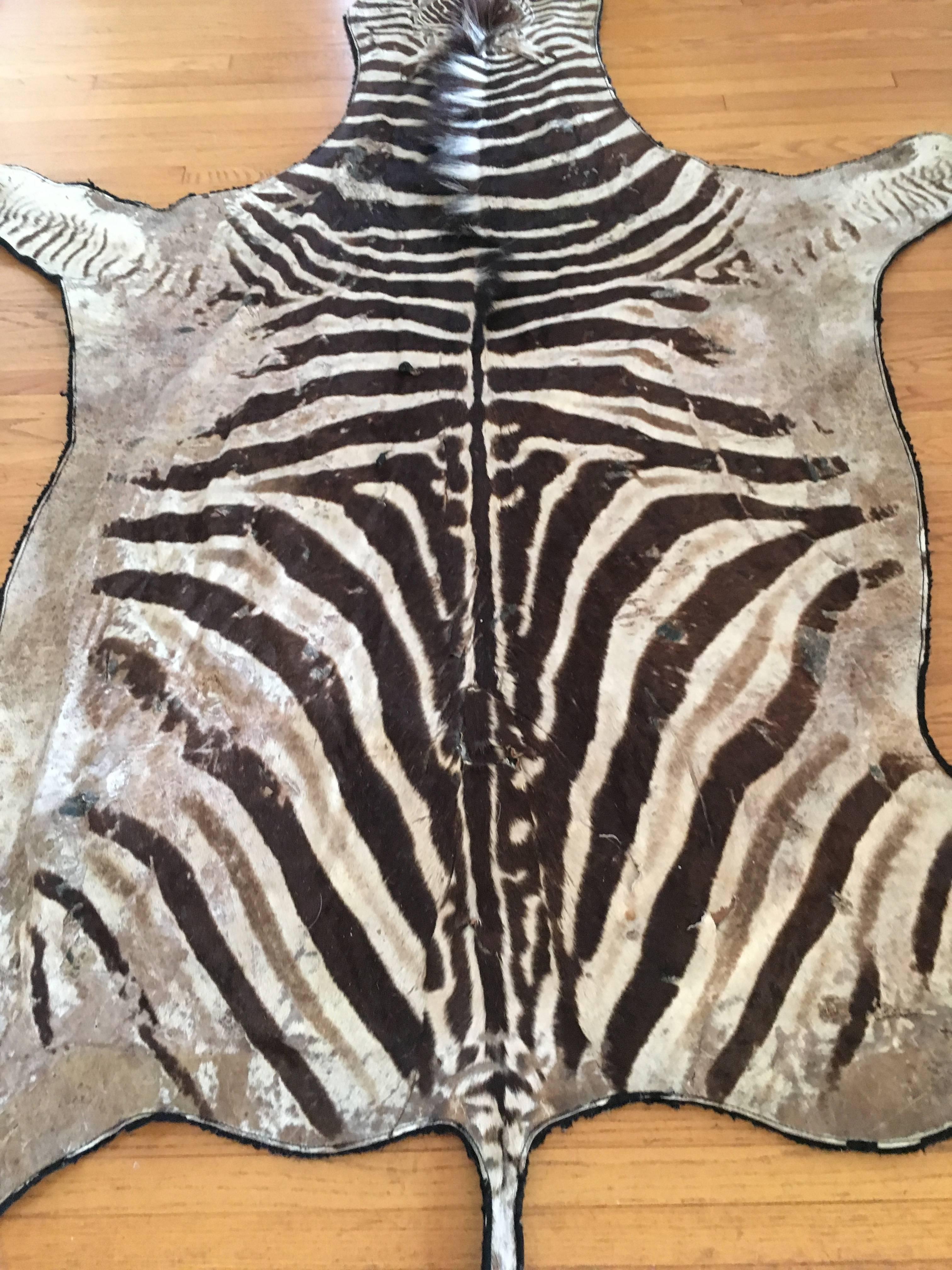 vintage authentic zebra skin rug