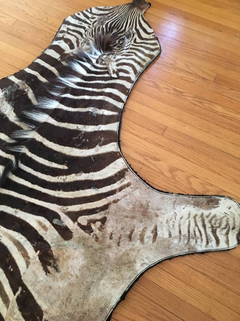 Authentic Vintage Felt Backed Zebra Hide Rug at 1stDibs