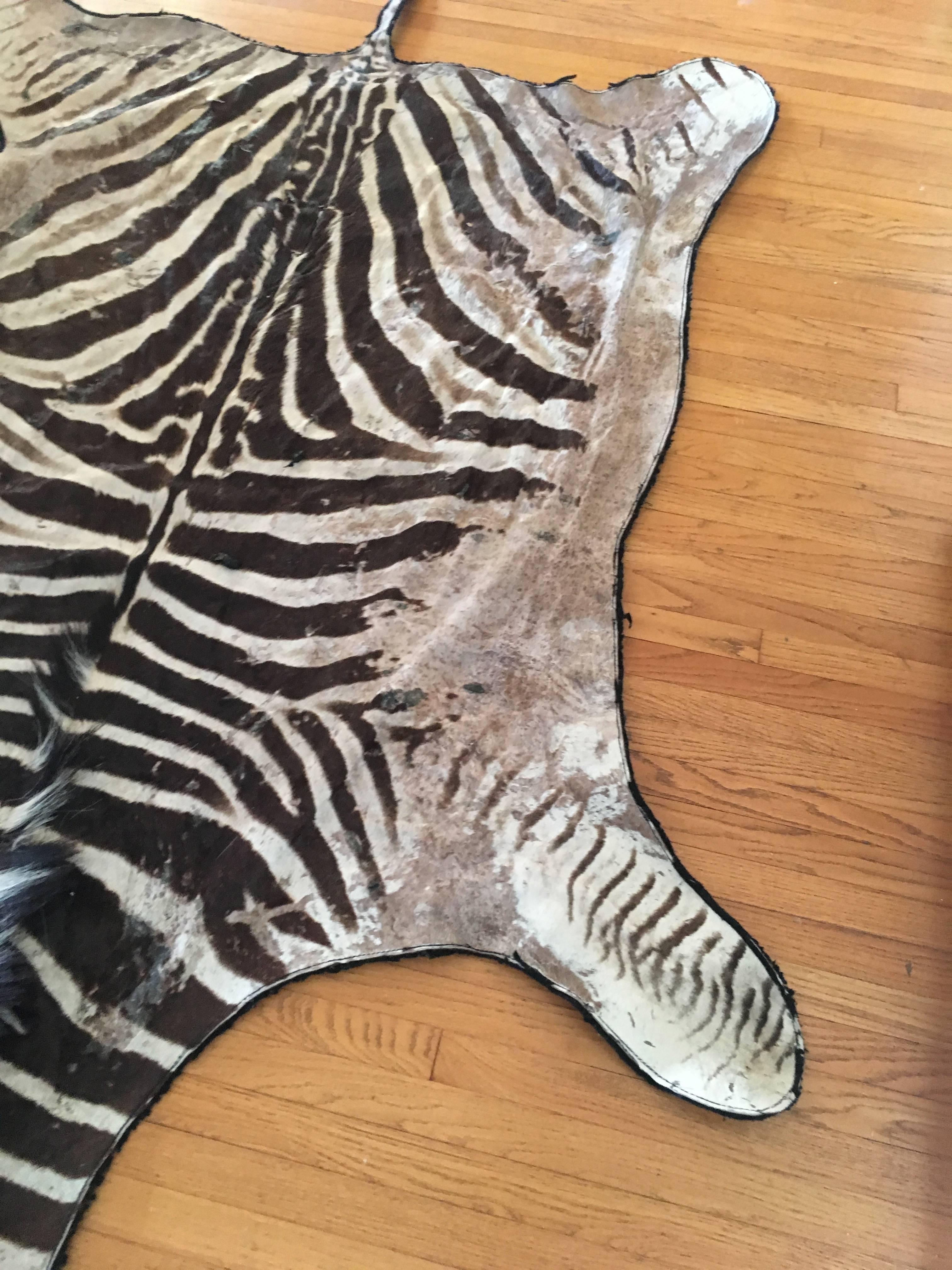 Authentic Vintage Felt Backed Zebra Hide Rug In Good Condition In Los Angeles, CA