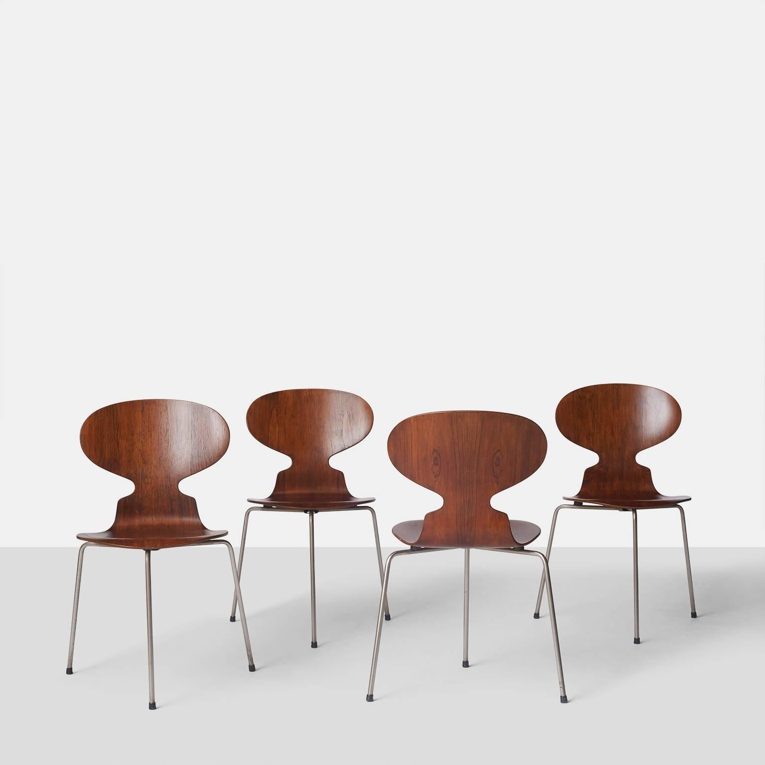A group of four very early version model #3100 ant chairs designed by Arne Jacobsen in 1952. Made of rosewood veneer on a tubular steel frame with three legs and the original metal capsule underneath with the label. Light weight and stackable.