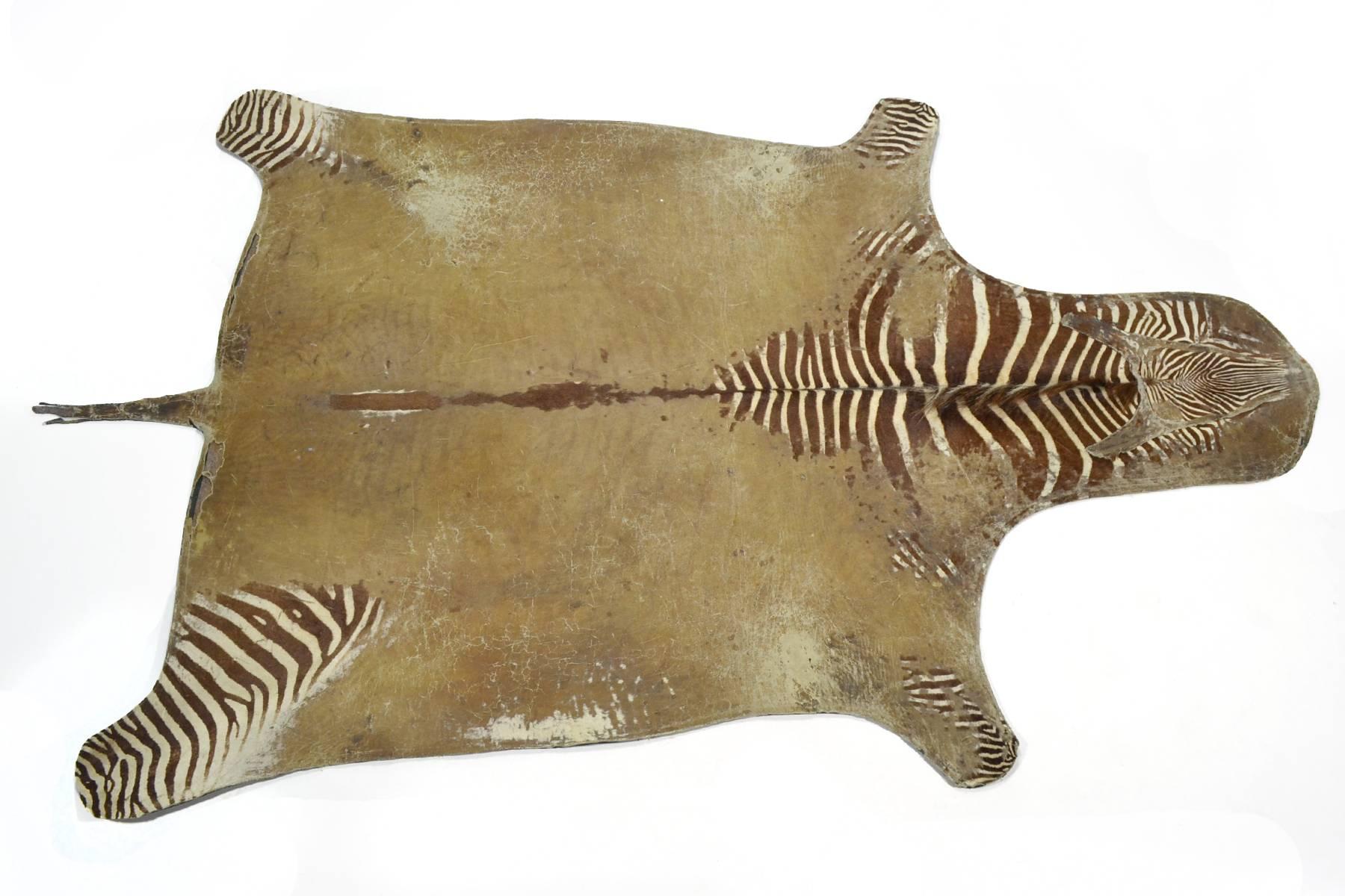 This exceptional Burchell zebra hide rug is uncommon for several reasons including its large size. Rather than a dark felt border around the perimeter, the edge is defined by the natural edge of the hide. It is nicely backed with a thick gray felt