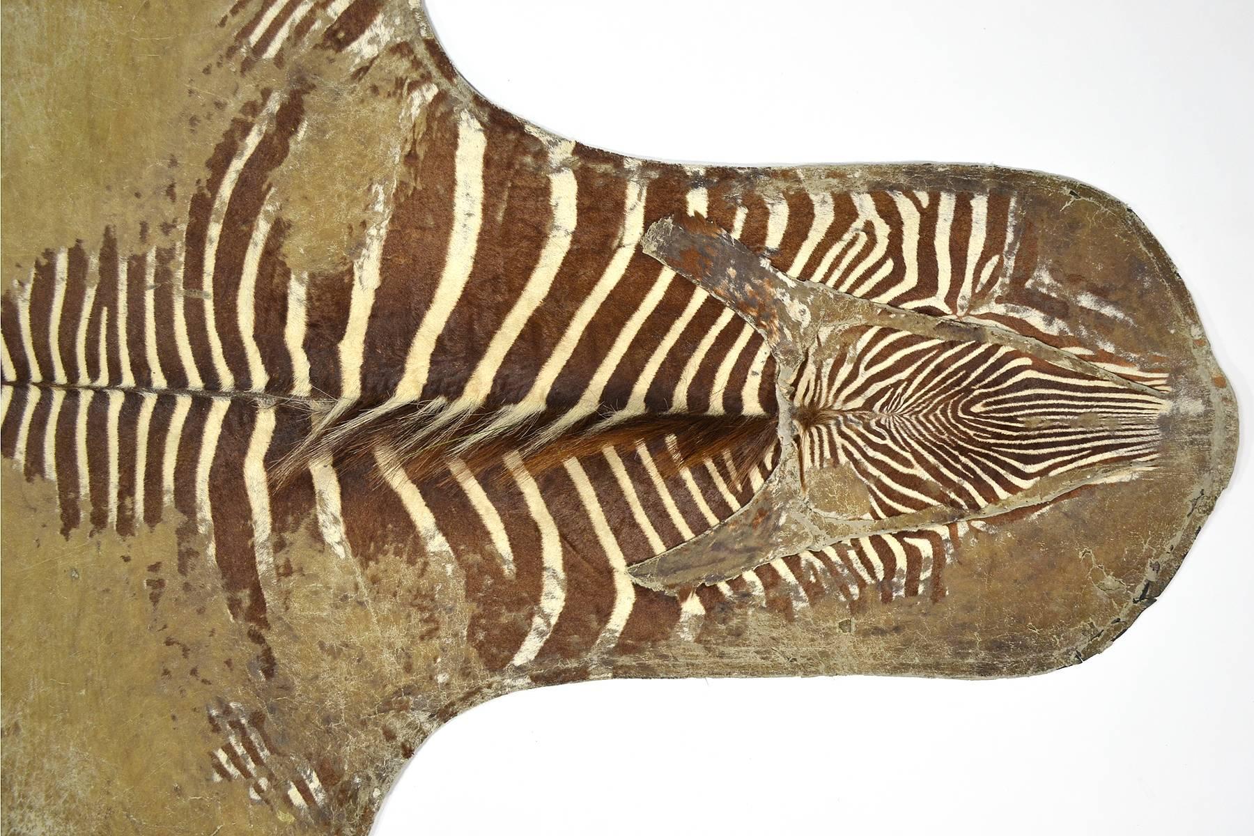 Kenyan Large Heavily Distressed Antique Burchell Zebra Hide Rug