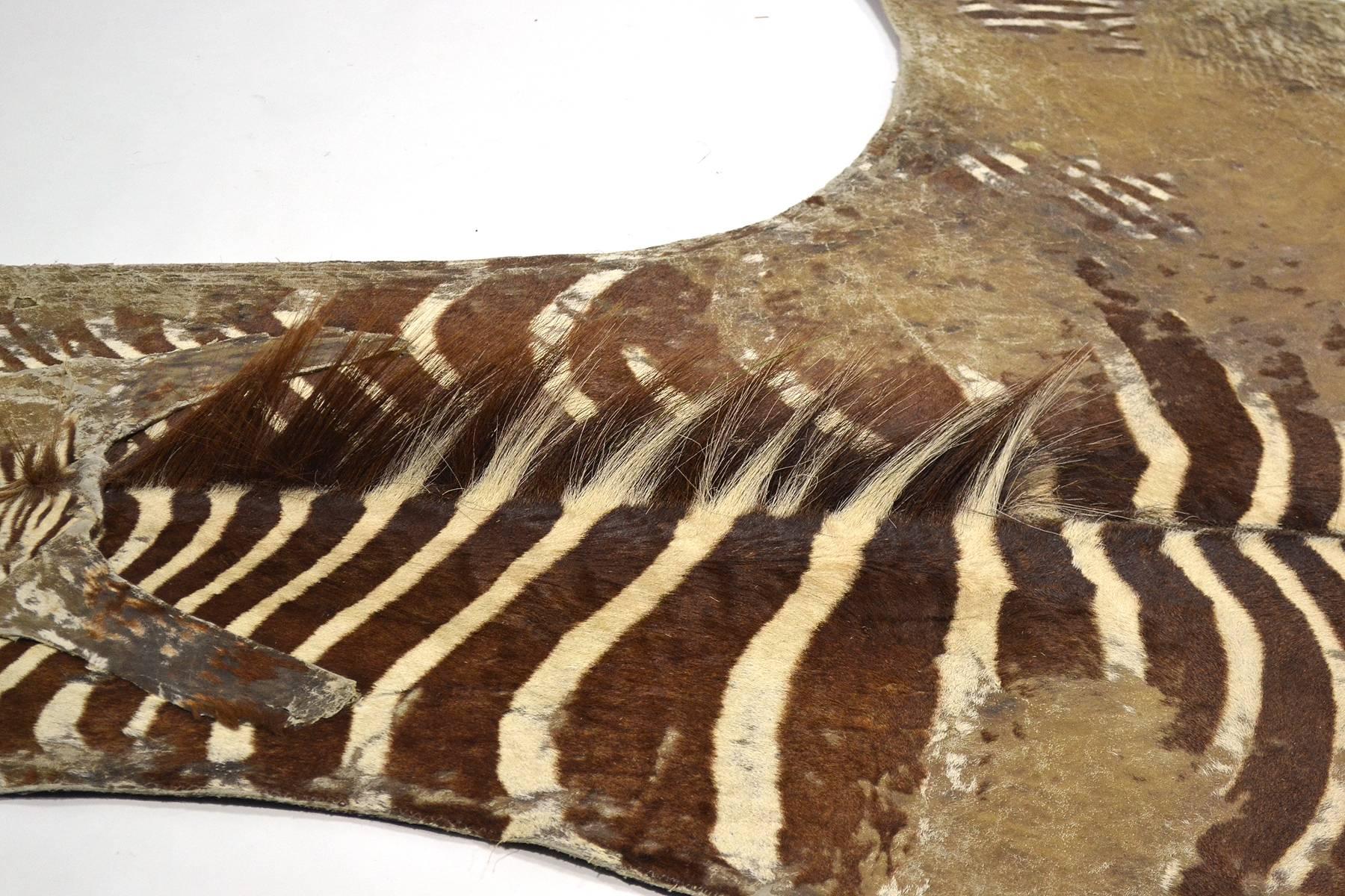 Large Heavily Distressed Antique Burchell Zebra Hide Rug 1