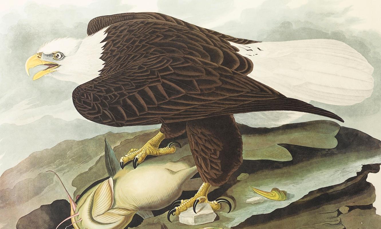 This is a stunning color lithograph of the “White-Headed Eagle”, plate 31, from the 1971-1972 “Amsterdam Audubon” edition of James John Audubon’s epic ornithological masterpiece, “The Birds of America”. 

In October 1971, employing the most