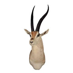 Vintage African Antelope Gazelle Mounted Taxidermy