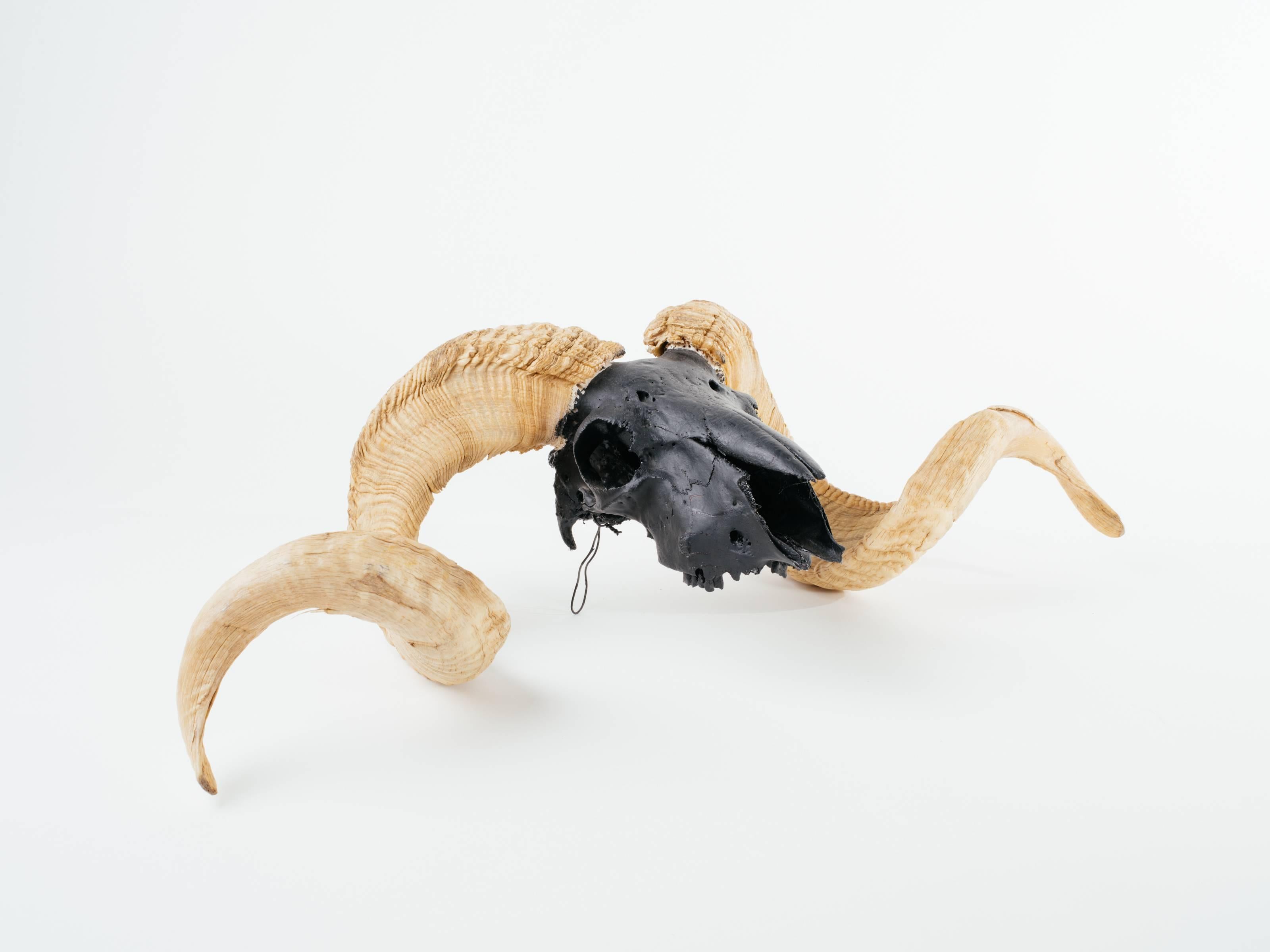 Vintage Corsican ram skull with horns. Artist airbrushed in rich matte black. Fitted with wire for easy wall mounting or can lean on tabletop or shelf as decorative object.